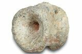 Fossil Synapsid (Dimetrodon) Vertebra - Texas #251362-1